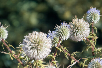 Envision a pristine white flower, delicate and pure, with petals as soft as a whisper. It stands as a symbol of innocence and tranquility, its elegant simplicity capturing the essence of natural beaut