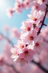 Obraz premium Pink and white cherry blossoms sway gently in the wind, cherry blossoms, pink, bloom