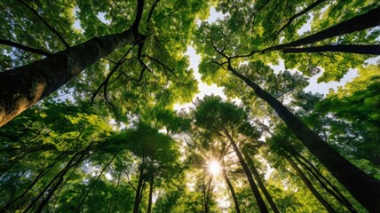 Naklejka premium Sunlight Filtering Through Forest Canopy 