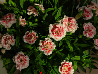Close-up view on dianthus flowers with drops of water under sunlight