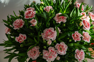 Fototapeta premium Close-up view on dianthus flowers bouquet with drops of water under sunlight and romantic gift for valentines day or anniversary
