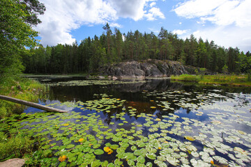 Fototapeta premium Hiking on Korpinkierros Trail in Nuuksio National Park - Finland