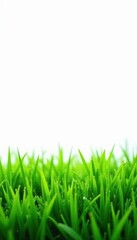 Fototapeta premium Dense, emerald green grass patch, clean white backdrop , emerald, isolated background