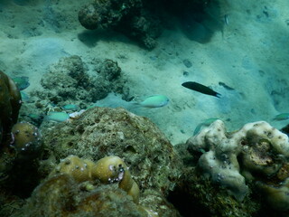 The reef and aquatic animal : A shallow reef is a sunlit underwater paradise teeming with colorful corals, tropical fish, sea turtles, and other marine creatures, thriving in warm, clear waters