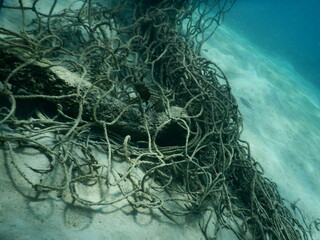 The reef and aquatic animal : A shallow reef is a sunlit underwater paradise teeming with colorful corals, tropical fish, sea turtles, and other marine creatures, thriving in warm, clear waters