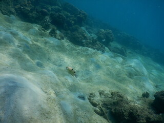 The reef and aquatic animal : A shallow reef is a sunlit underwater paradise teeming with colorful corals, tropical fish, sea turtles, and other marine creatures, thriving in warm, clear waters
