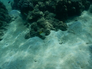 The reef and aquatic animal : A shallow reef is a sunlit underwater paradise teeming with colorful corals, tropical fish, sea turtles, and other marine creatures, thriving in warm, clear waters
