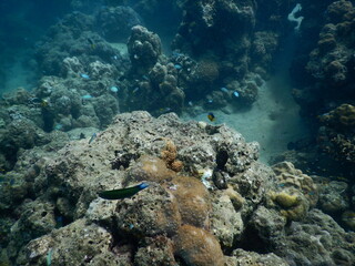 The reef and aquatic animal : A shallow reef is a sunlit underwater paradise teeming with colorful corals, tropical fish, sea turtles, and other marine creatures, thriving in warm, clear waters