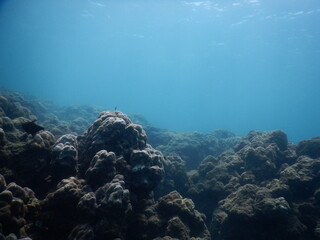 The reef and aquatic animal : A shallow reef is a sunlit underwater paradise teeming with colorful corals, tropical fish, sea turtles, and other marine creatures, thriving in warm, clear waters