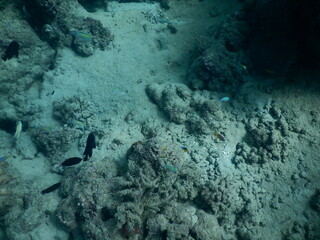 The reef and aquatic animal : A shallow reef is a sunlit underwater paradise teeming with colorful corals, tropical fish, sea turtles, and other marine creatures, thriving in warm, clear waters