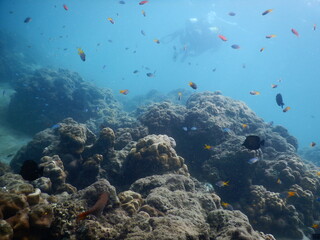 The reef and aquatic animal : A shallow reef is a sunlit underwater paradise teeming with colorful corals, tropical fish, sea turtles, and other marine creatures, thriving in warm, clear waters