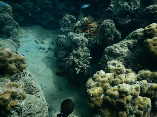 The reef and aquatic animal : A shallow reef is a sunlit underwater paradise teeming with colorful corals, tropical fish, sea turtles, and other marine creatures, thriving in warm, clear waters