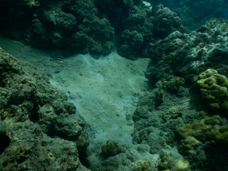 The reef and aquatic animal : A shallow reef is a sunlit underwater paradise teeming with colorful corals, tropical fish, sea turtles, and other marine creatures, thriving in warm, clear waters