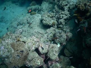 The reef and aquatic animal : A shallow reef is a sunlit underwater paradise teeming with colorful corals, tropical fish, sea turtles, and other marine creatures, thriving in warm, clear waters