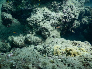 The reef and aquatic animal : A shallow reef is a sunlit underwater paradise teeming with colorful corals, tropical fish, sea turtles, and other marine creatures, thriving in warm, clear waters
