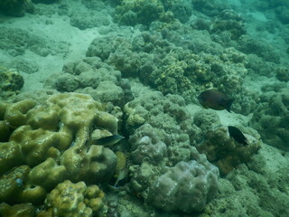 The reef and aquatic animal : A shallow reef is a sunlit underwater paradise teeming with colorful corals, tropical fish, sea turtles, and other marine creatures, thriving in warm, clear waters