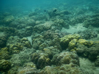 The reef and aquatic animal : A shallow reef is a sunlit underwater paradise teeming with colorful corals, tropical fish, sea turtles, and other marine creatures, thriving in warm, clear waters