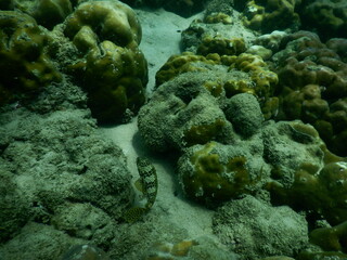The reef and aquatic animal : A shallow reef is a sunlit underwater paradise teeming with colorful corals, tropical fish, sea turtles, and other marine creatures, thriving in warm, clear waters