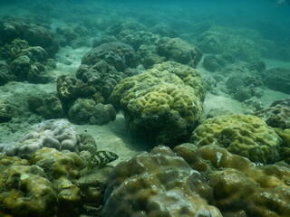 The reef and aquatic animal : A shallow reef is a sunlit underwater paradise teeming with colorful corals, tropical fish, sea turtles, and other marine creatures, thriving in warm, clear waters