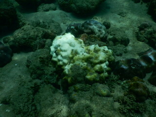 The reef and aquatic animal : A shallow reef is a sunlit underwater paradise teeming with colorful corals, tropical fish, sea turtles, and other marine creatures, thriving in warm, clear waters