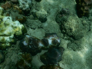 The reef and aquatic animal : A shallow reef is a sunlit underwater paradise teeming with colorful corals, tropical fish, sea turtles, and other marine creatures, thriving in warm, clear waters