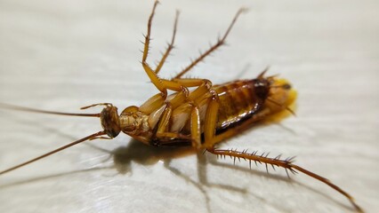 a cockroach upside down on the floor