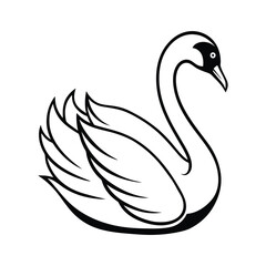 black swan on white background