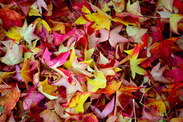 Colorful Maple leaves on green grass in Autumn, closeup