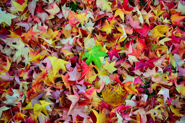Colorful Maple leaves on green grass in Autumn, closeup on green leaf
