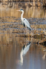 airone cenerino nello stagno. Parco Olona