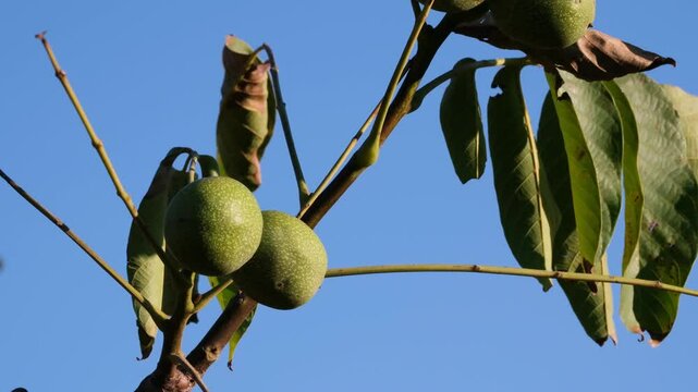 ripe wallnuts on tree at sunset