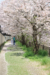 Fototapeta premium 満開の桜並木