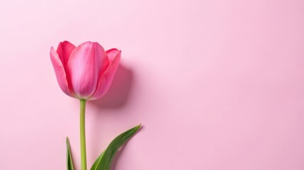 A Delicate Pink Tulip Blossom Against a Soft Pink Background, Representing Springtime Serenity and Gentle Beauty