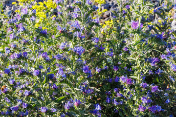 Close-up of vibrant purple Viper's Bugloss Echium vulgare L.