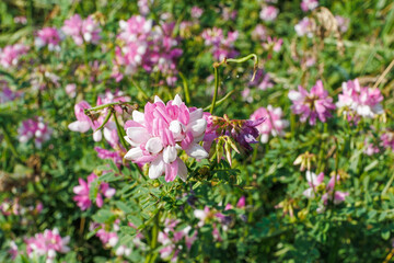 Close-up of pink and white Securigera varia flowers growing in a green meadow.