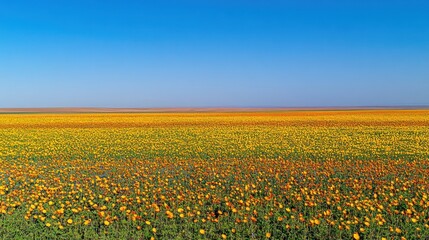 Fototapeta premium Vast Expanse of Blooming Marigolds Under a Clear Blue Sky