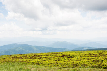 Fototapeta premium alpine meadow of mountain smooth in summer. outdoor adventure. cloudy weather. watershed ridge of ukrainian carpathians in the distance. spectacular scenery of place in transcarpathia