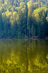 coniferous forest reflection on the lake surface. carpathian ecosystem. nature background of synevyr national park of ukraine on a sunny morning in summer. popular alpine travel destination wallpaper