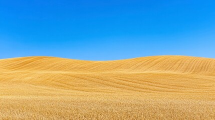 Fototapeta premium Golden Wheat Field Under Clear Blue Sky in Summer Landscape