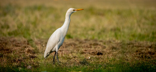 Fototapeta premium Egret Elegance