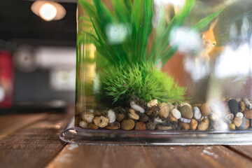 A small fish tank with green aquatic plants, pebbles, and a goldfish swimming in the background.