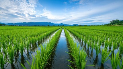 Lush Green Rice Paddy Fields Under Blue Sky