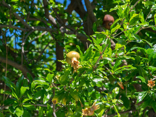 Unripe green-red pomegranate hanging on tree branch among leaves.
