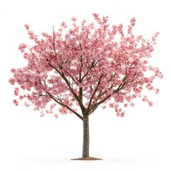 Obraz premium Pink cherry blossom tree isolated on a white background with delicate flowers and branches