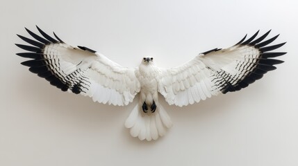 Obraz premium Majestic White Hawk with Outstretched Wings Displaying Intricate Feather Patterns Against a Minimalist Background