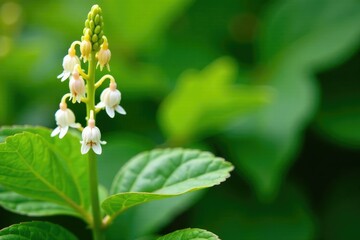 Obraz premium Golden shrimp plant with delicate white flowers, foliage, lollipop plant