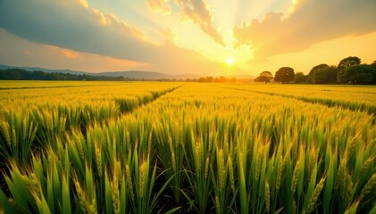 Golden light dances across a vast expanse of rice, serene, farm, peaceful