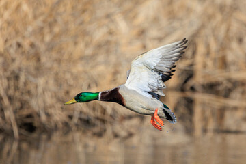 Obraz premium Airone cenerino in volo