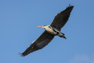 airone cenerino in volo