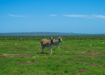 zebras in the savannah, Addo elephant park, Port Elizabeth, Gqeberha, South Africa